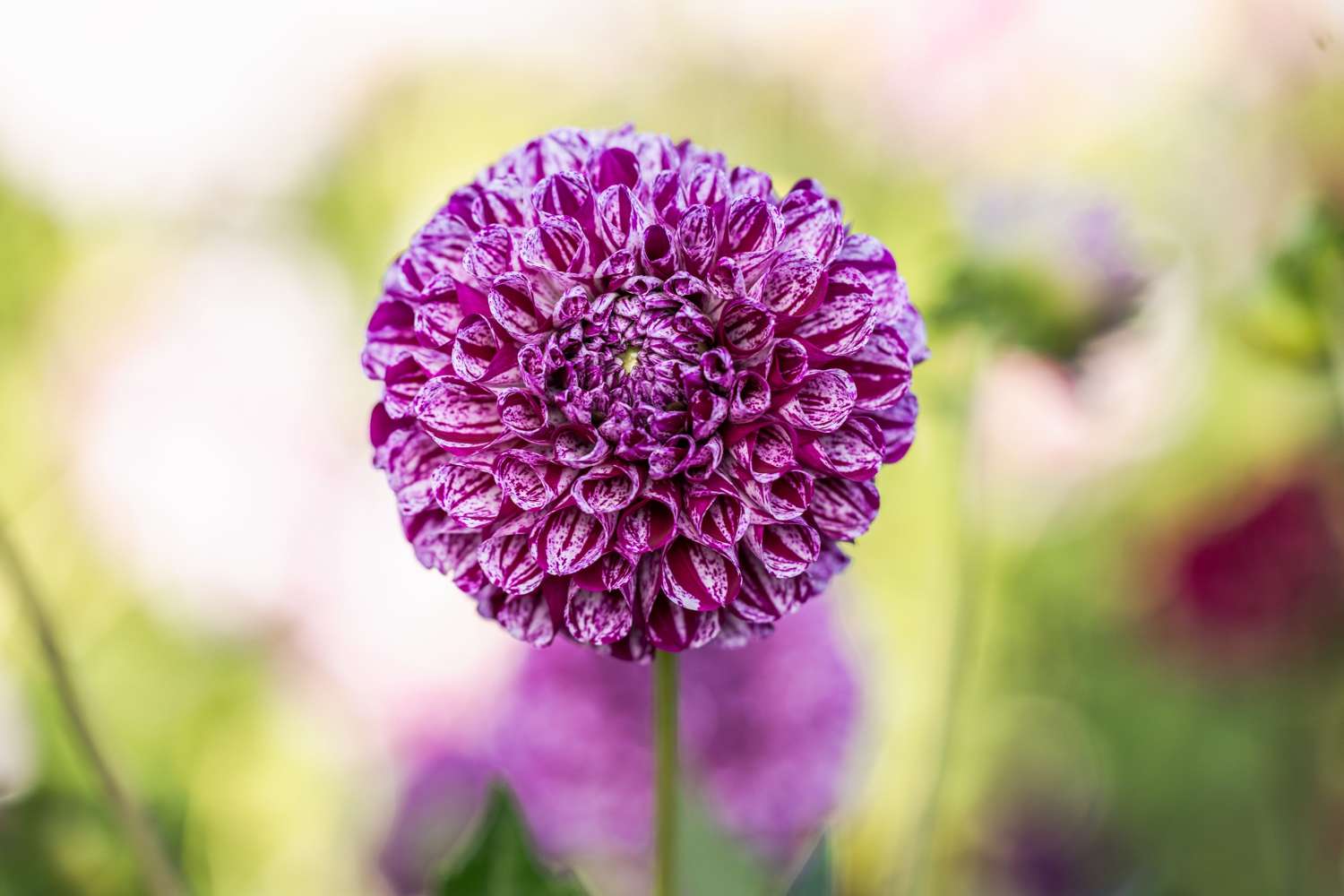 Dahlia 'Marble Ball'